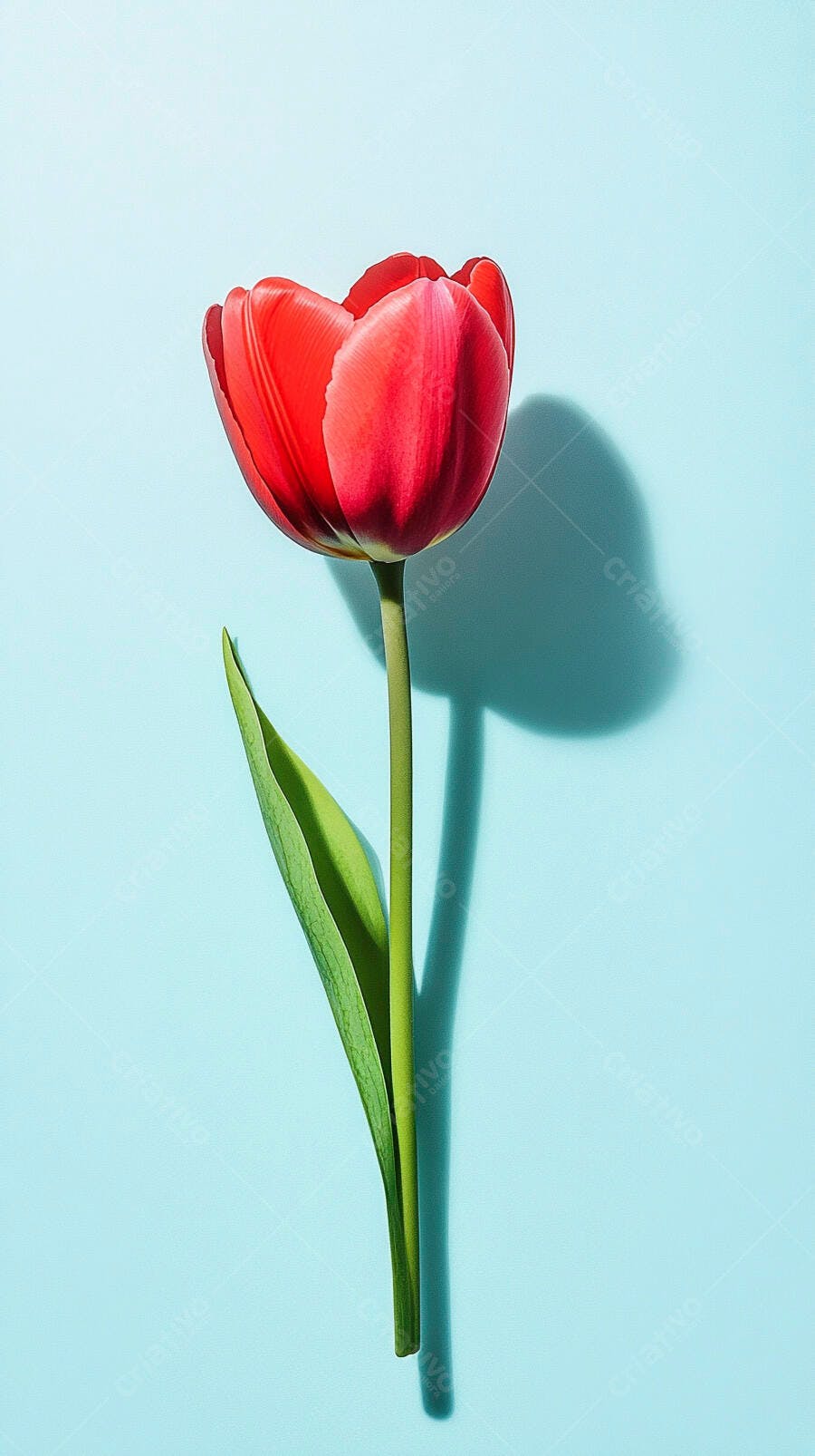 Tulipa vermelha vibrante com haste verde em fundo azul claro