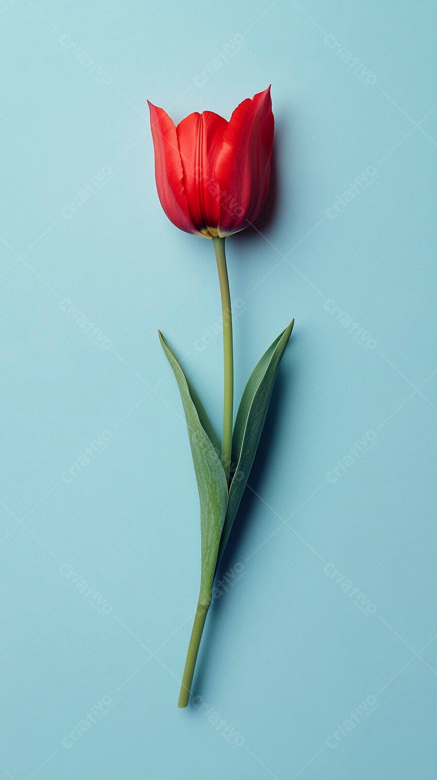 Tulipa vermelha vibrante com folhas verdes em fundo azul claro