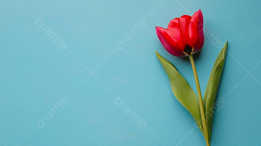 Tulipa vermelha vibrante em fundo azul claro minimalista
