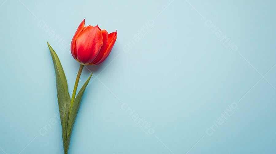 Tulipa vermelha vibrante com haste verde em fundo azul claro minimalista