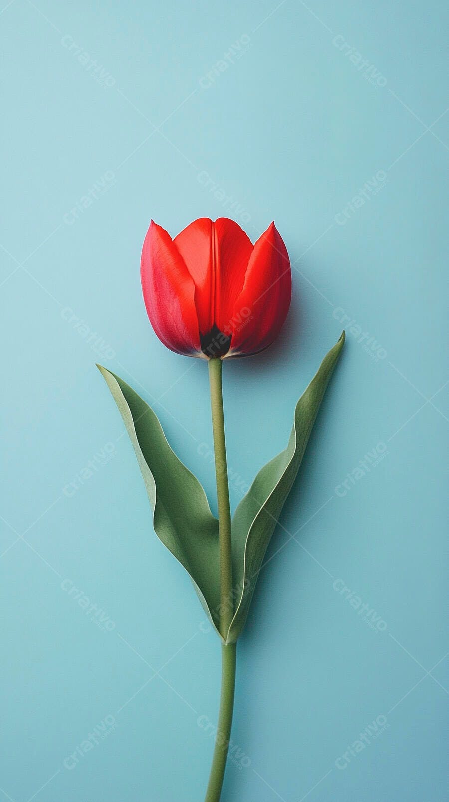 Tulipa vermelha vibrante em fundo azul claro minimalista