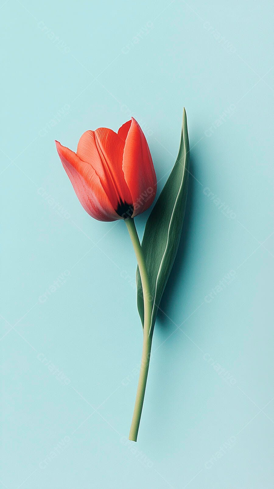 Tulipa vermelha vibrante sobre fundo azul claro minimalista