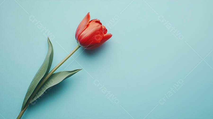 Tulipa vermelha vibrante em fundo azul claro minimalista