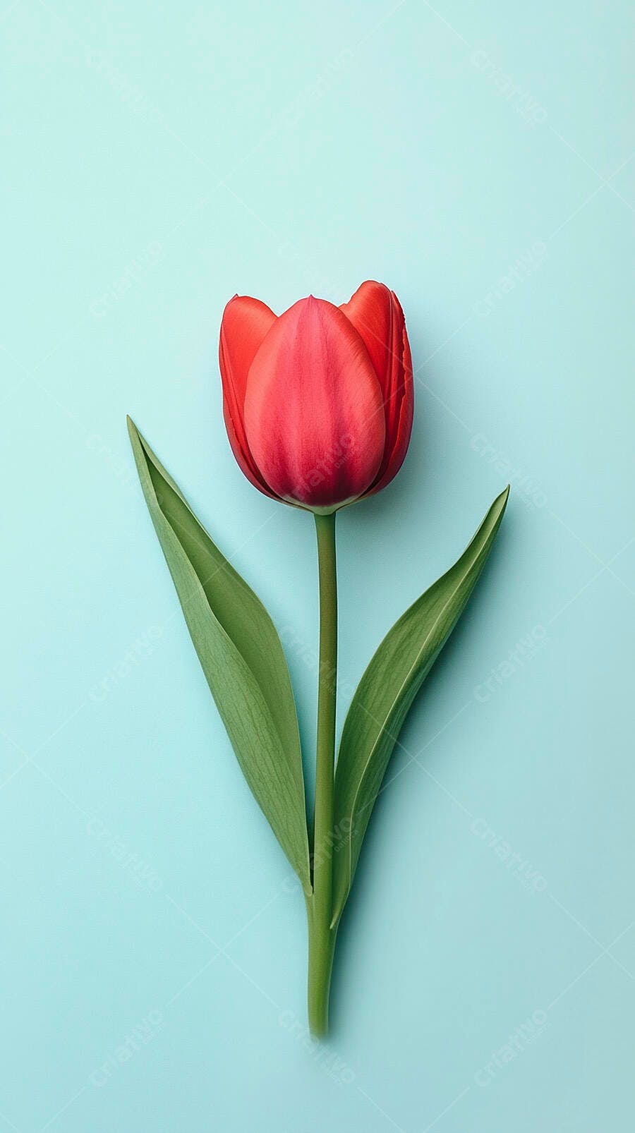 Tulipa vermelha com folhas verdes em fundo azul claro flat lay