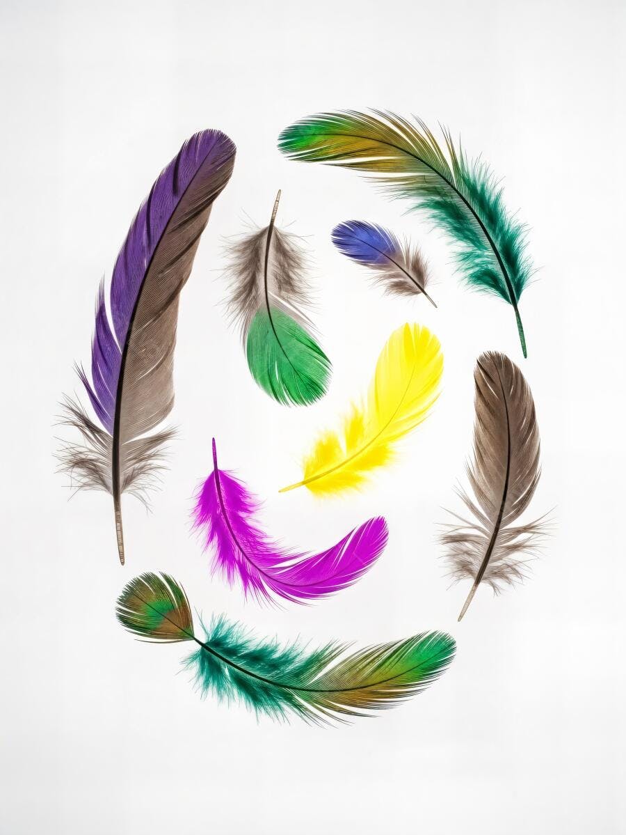 Penas coloridas vibrantes em arranjo circular sobre fundo branco claro