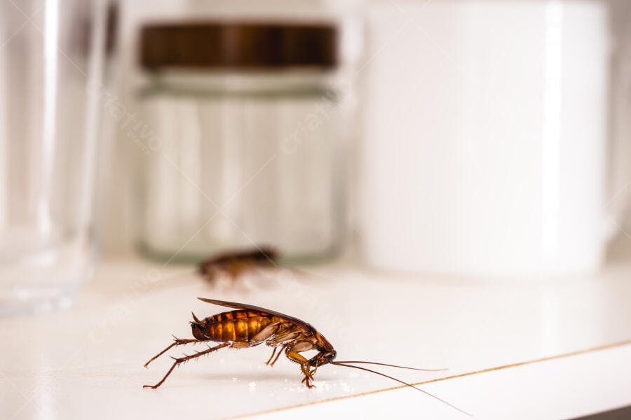 Foto Barata Alemã Rastejando Cozinha Branca Infestação