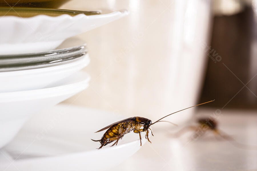 Foto Barata Alemã Blatella Germanica Prato Sujo Cozinha