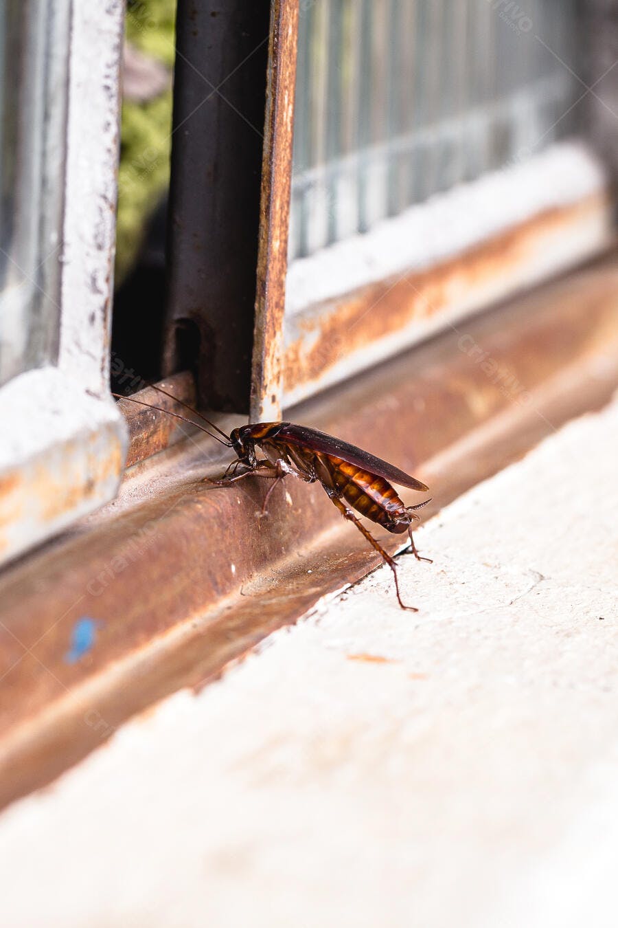 Foto Barata Americana Rastejando Janela Suja Ferrugem