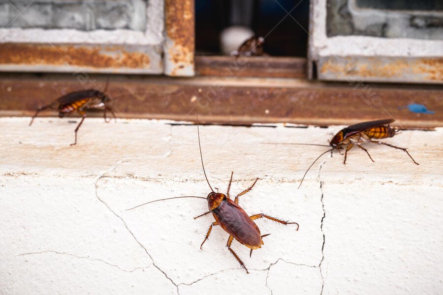 Foto Baratas Insetos Pragas em Casa Janela Suja