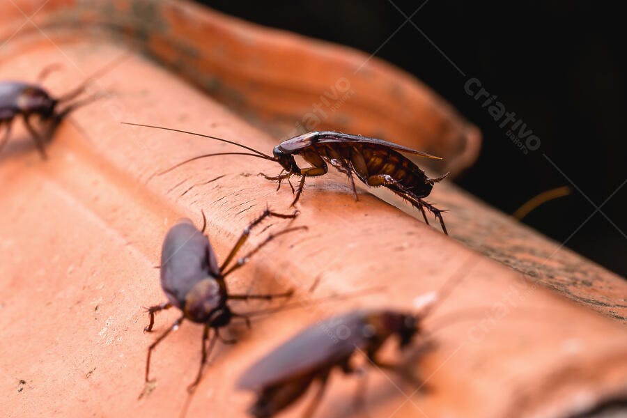 Foto Baratas Insetos Pragas Urbanas em Superfície Marrom