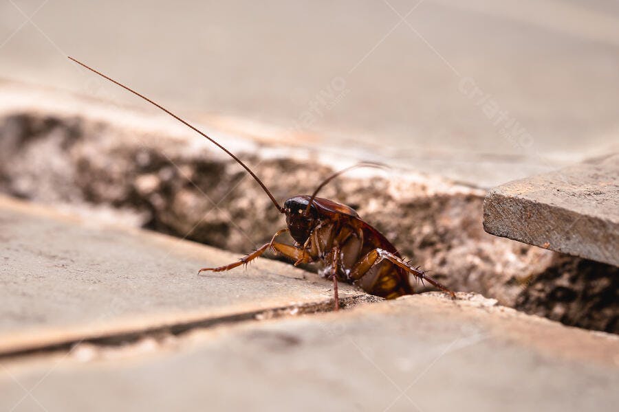 Foto Barata Americana Rastejando Fenda Chão Urbano