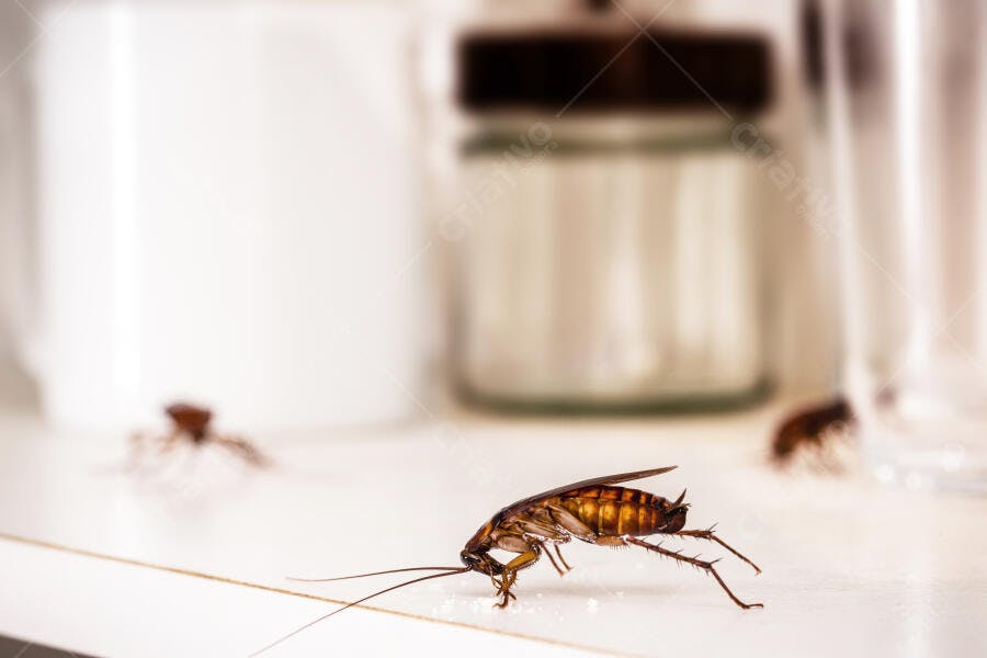 Foto Barata Americana Rastejando Cozinha Suja Infestação