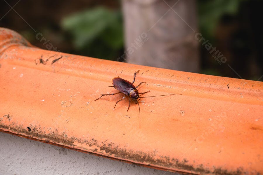 Foto Barata Inseto Praga Urbana Telhado Sujo