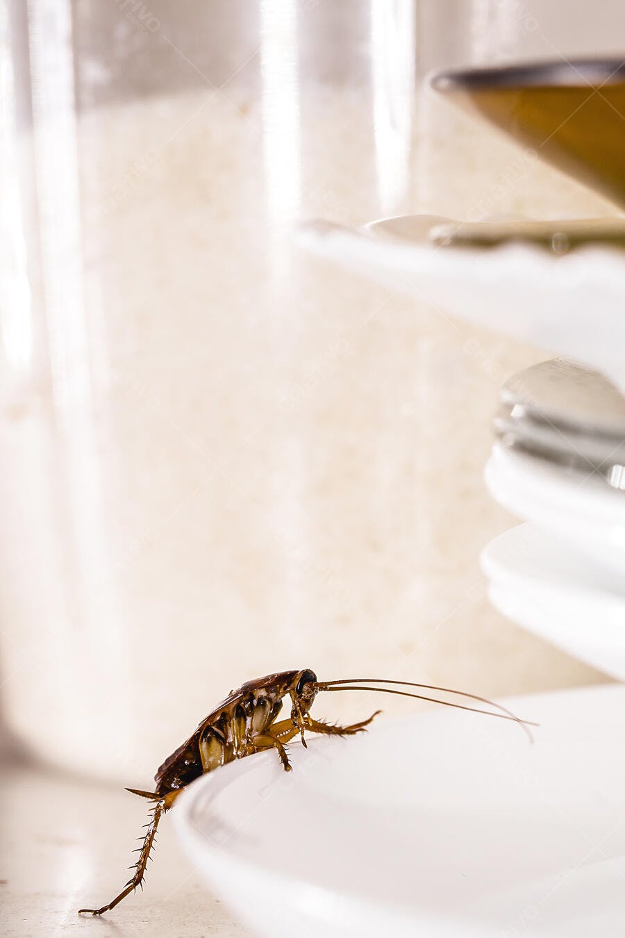 Foto Barata Alemã na Cozinha em Prato Sujo