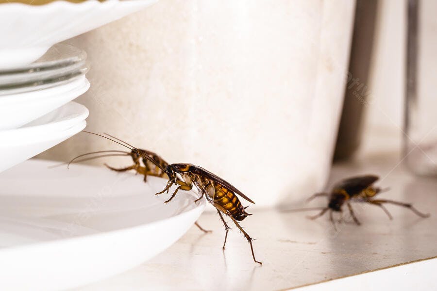 Foto Baratas em Cozinha Suja Infestação Pragas