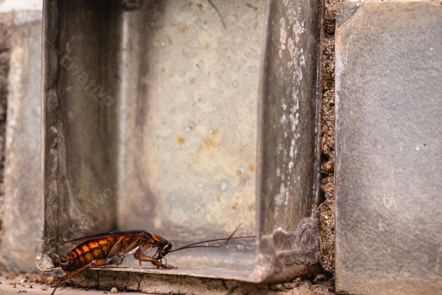 Foto Barata Americana Rastejando em Calha Suja e Enferrujada