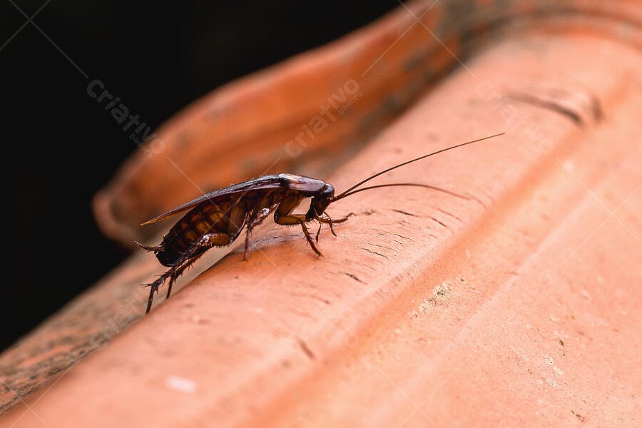 Foto Barata Americana Rastejando Telha Cerâmica Close-up