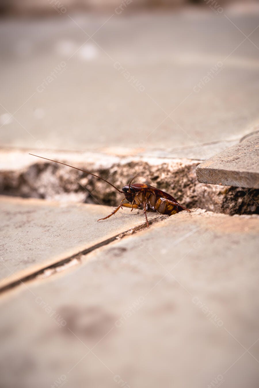 Foto Barata Rastejando Chão de Concreto Sujo