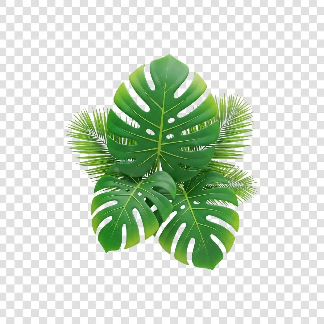 Foto Recortada Folhas Tropicais Costela de Adão PNG Fundo Transparente
