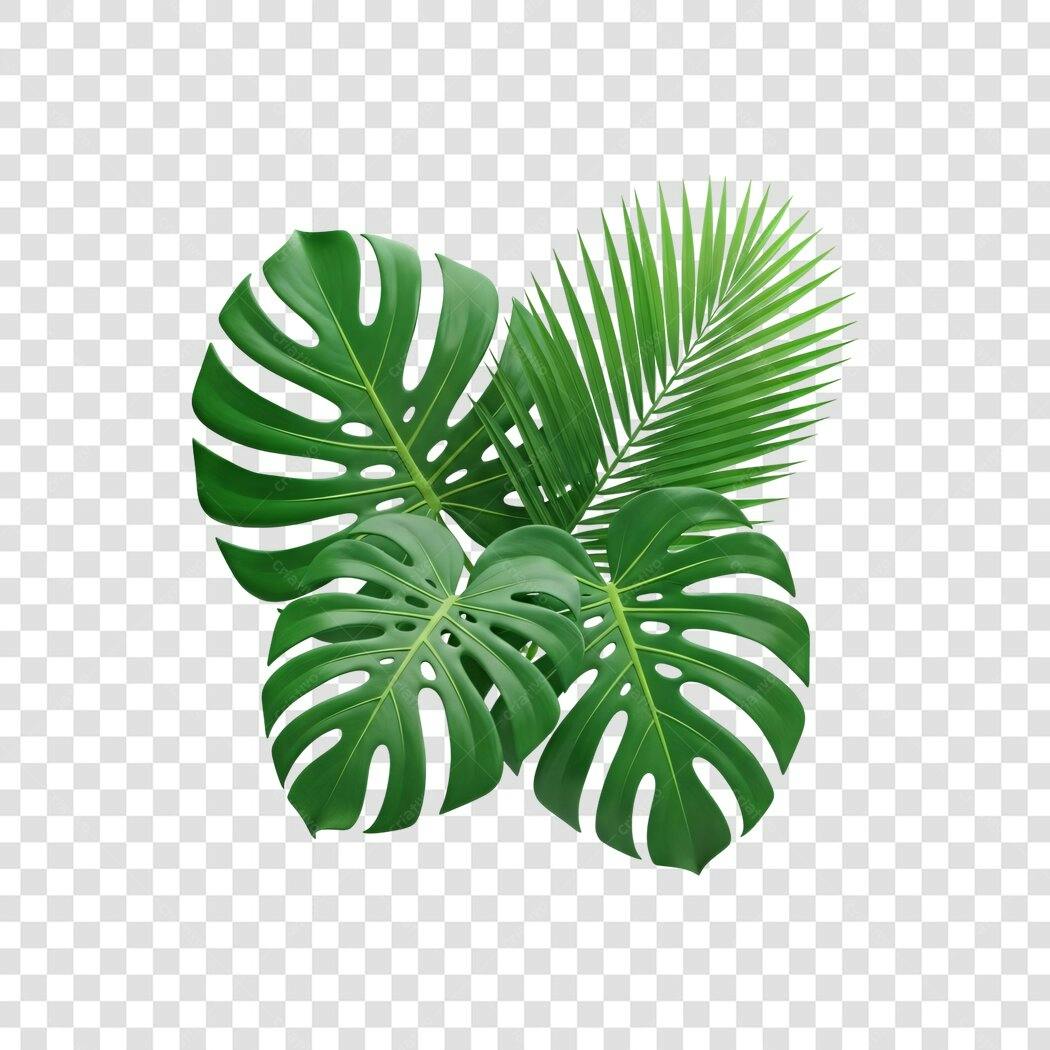 Foto Recortada Folhas Tropicais Monstera e Palmeira PNG Fundo Transparente