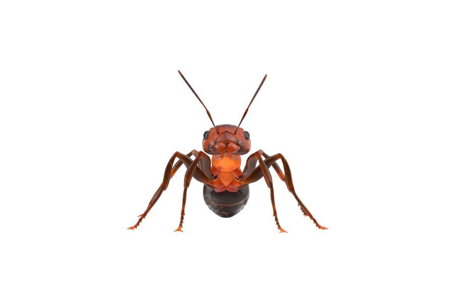Foto Recortada Formiga Vermelha Inseto PNG Fundo Transparente