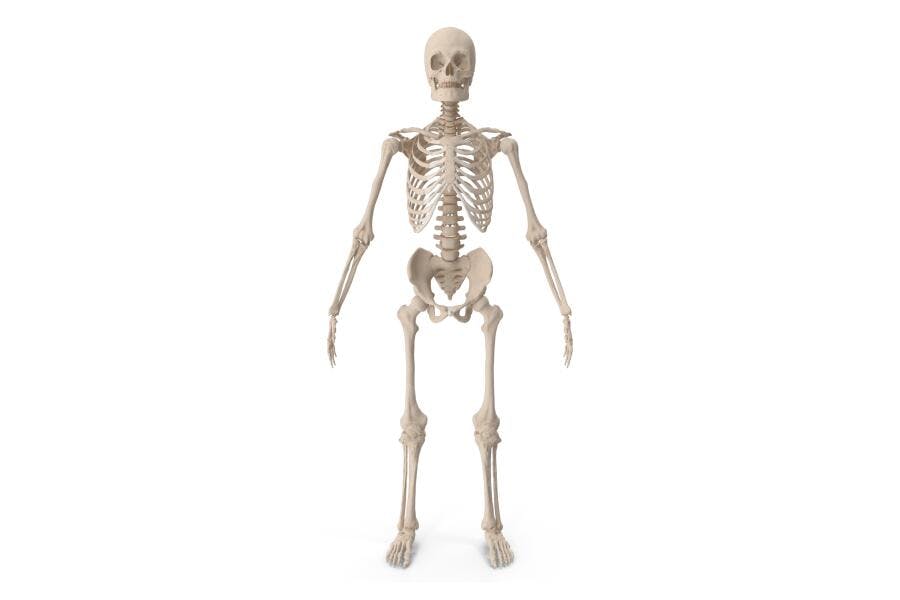 Elemento 3D Esqueleto Humano Anatomia PNG Fundo Transparente
