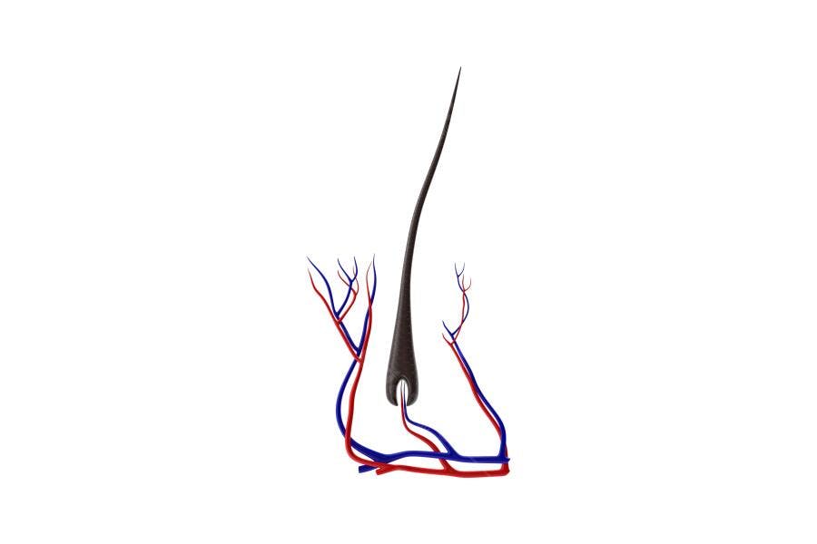 Ilustração Folículo Piloso Anatomia PNG Fundo Transparente