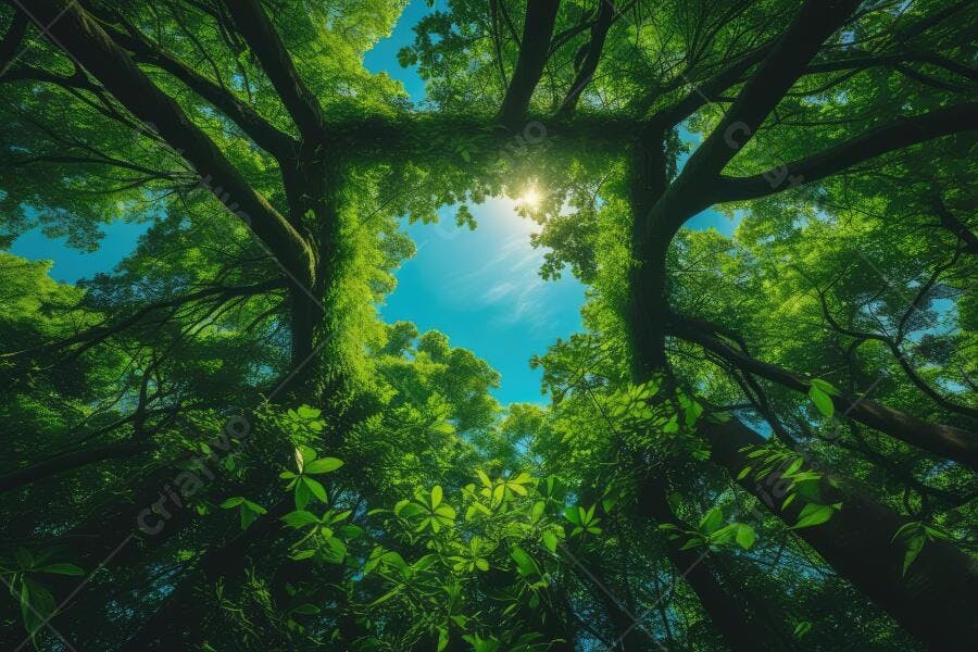 Foto Floresta Árvores Verdes Céu Azul Luz Solar Natureza