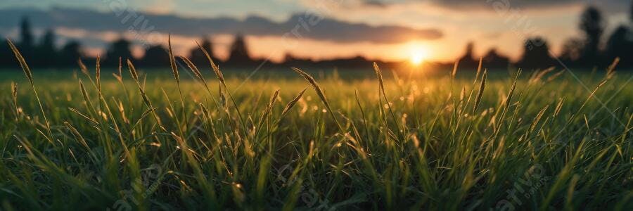 Foto Campo de Grama Pôr do Sol Dourado Natureza