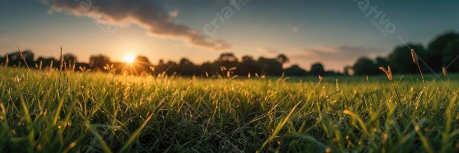 Foto Campo de Grama Verde Pôr do Sol Dourado Natureza