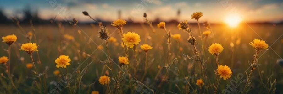Foto Campo de Flores Amarelas Pôr do Sol Dourado Natureza