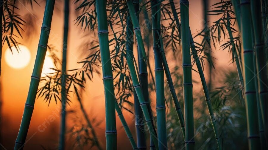 Foto Bambu Verde Pôr do Sol Laranja Natureza Oriental