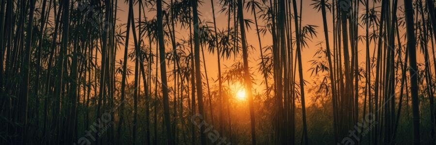 Foto Floresta de Bambu Pôr do Sol Dourado Natureza