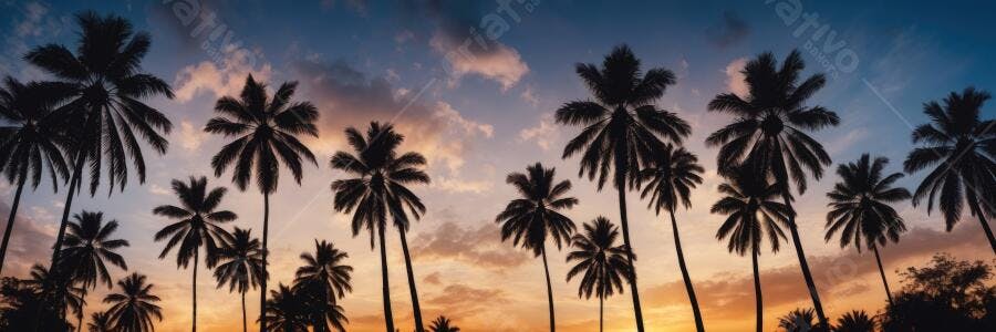 Foto Palmeiras Silhueta Pôr do Sol Céu Laranja Azul