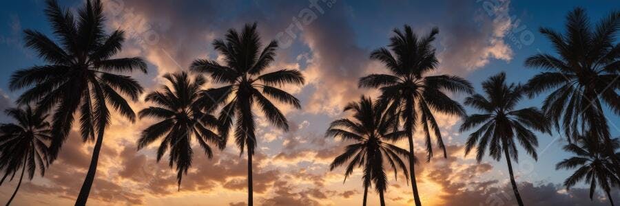 Foto Coqueiros Silhueta Pôr do Sol Tropical Praia