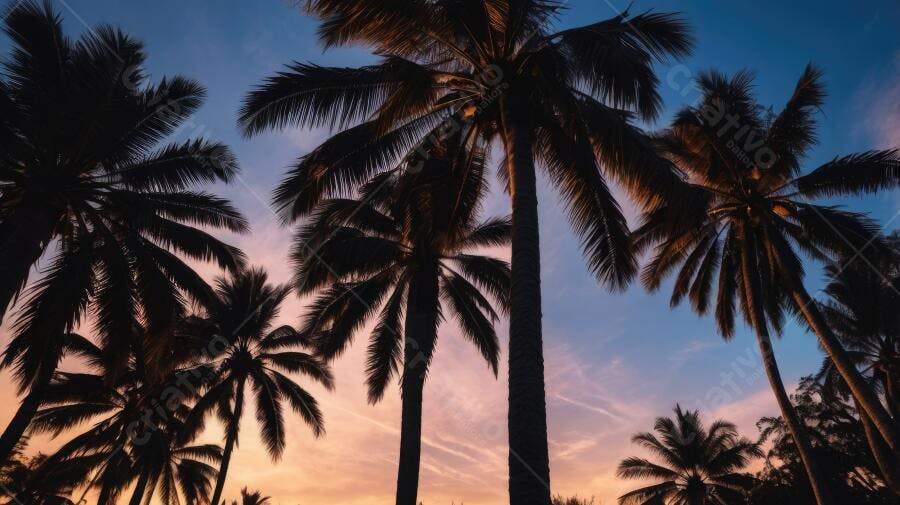 Foto Coqueiros Silhueta Pôr do Sol Céu Azul Laranja Tropical