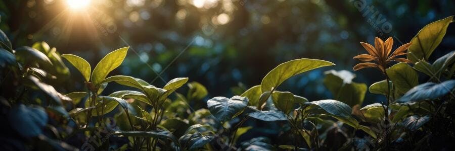 Foto Folhas Verdes Luz do Sol Dourada Natureza