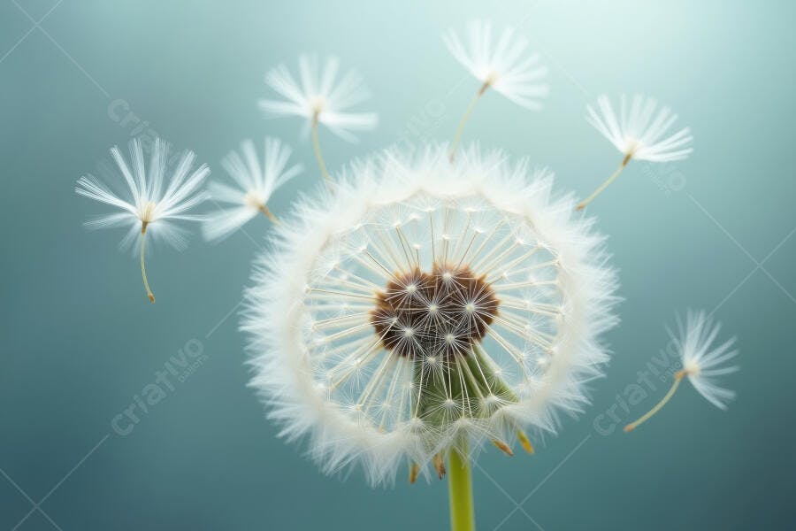 Foto Dente de Leão Sementes Voando Fundo Azul Céu