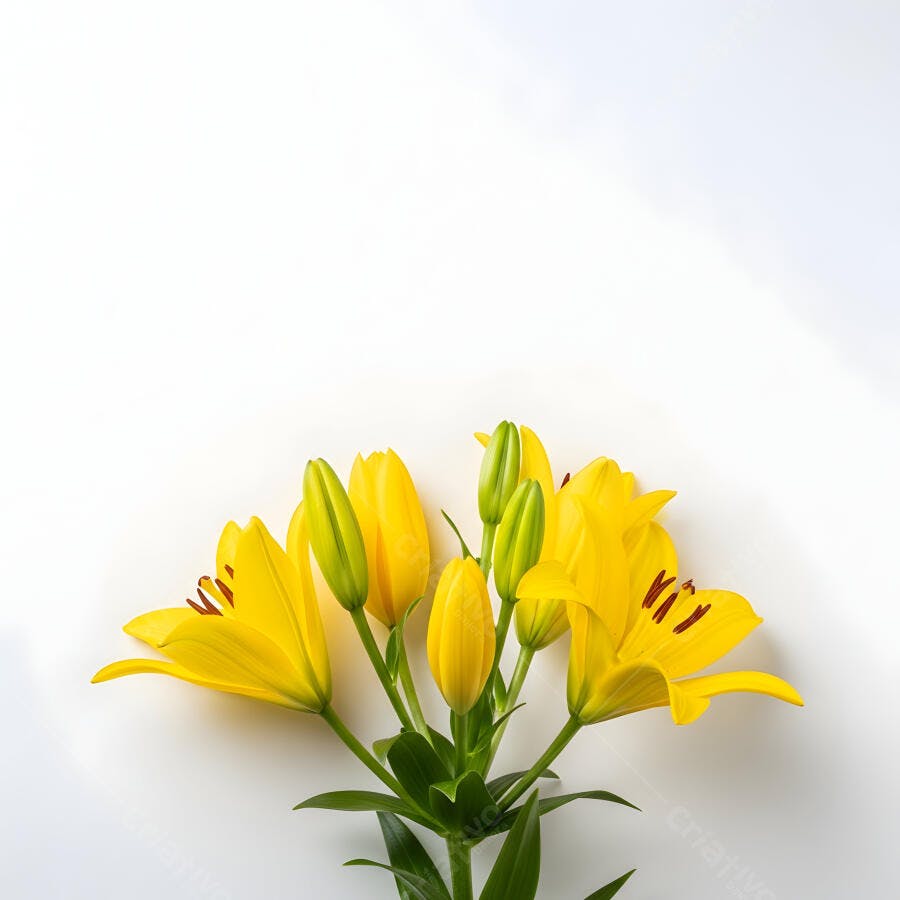 Foto Lírios Amarelos Botões Florais Fundo Branco Minimalista