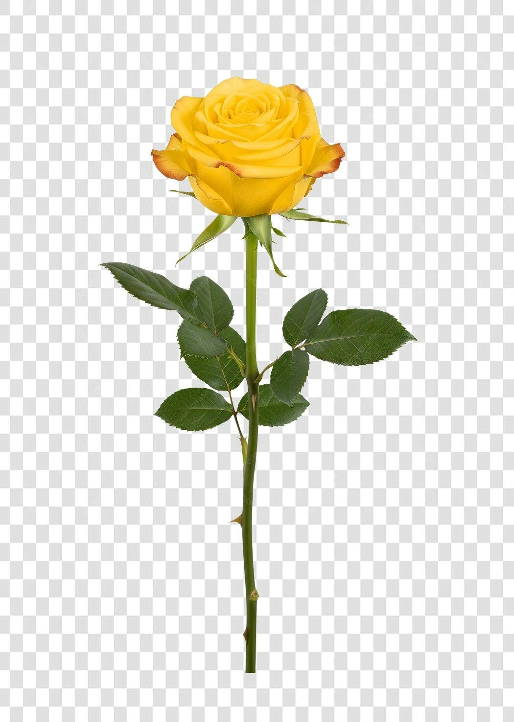 Foto Recortada Rosa Amarela Haste Folhas PNG Fundo Transparente