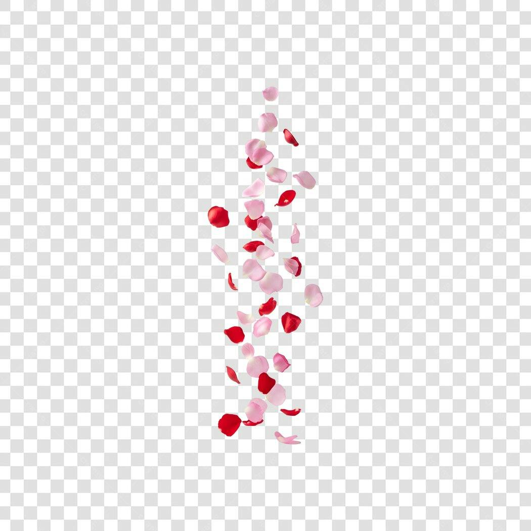 Elemento Decorativo Pétalas de Rosas Caindo PNG Fundo Transparente