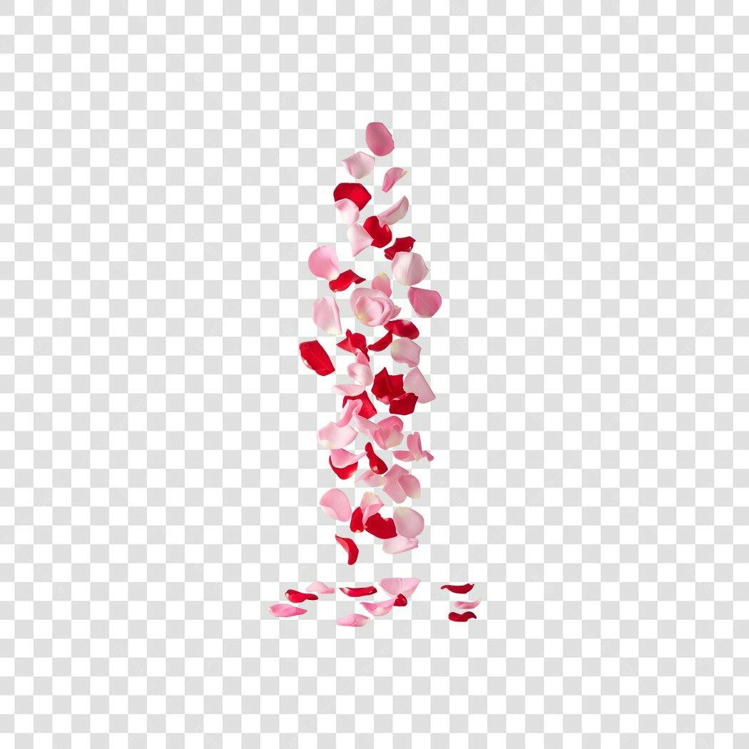 Elemento Decorativo Pétalas Rosas Vermelhas PNG Fundo Transparente