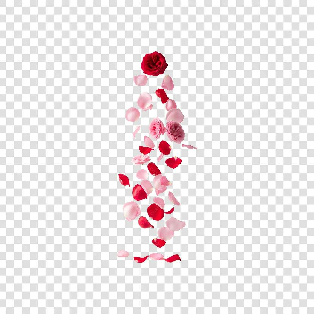 Foto Recortada Pétalas Rosas Vermelhas Caem PNG Fundo Transparente