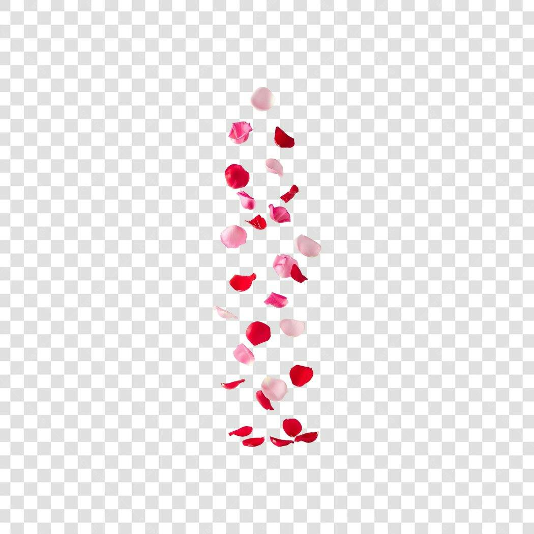Elemento Decorativo Pétalas de Rosa Caindo Vermelho Rosa PNG Transparente