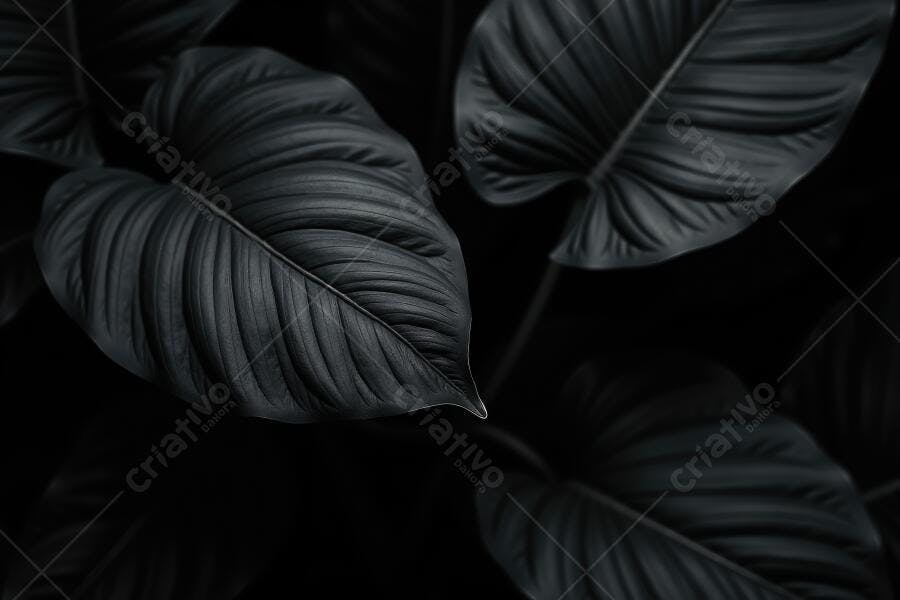 Foto Folhas Escuras Textura Natural Fundo Preto Botânica