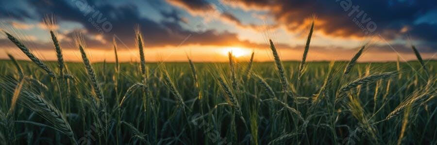 Foto Campo de Trigo Pôr do Sol Dourado Paisagem Rural