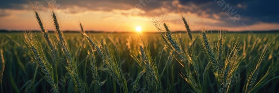 Foto Campo de Trigo ao Pôr do Sol Dourado Paisagem Rural