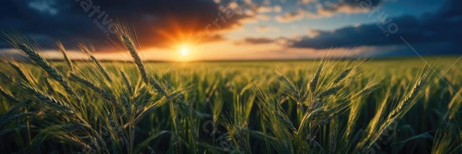 Foto Campo de Trigo Verde Pôr do Sol Dourado Paisagem Rural