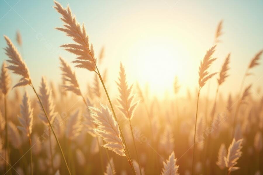 Foto Capim Dourado Campo Entardecer Luz Solar Natural