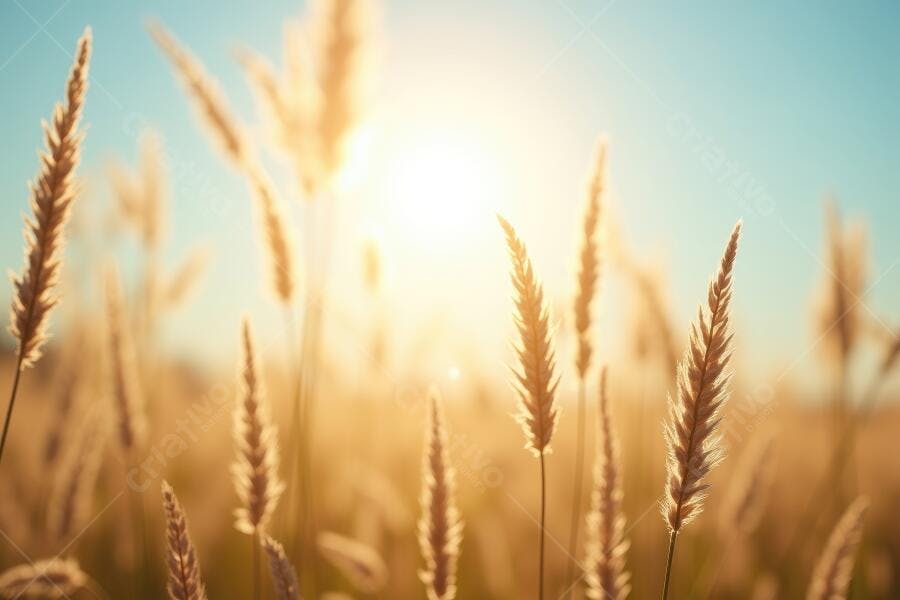 Foto Campo de Trigo Dourado Sol Nascente Verão